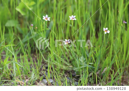 Blue-eyed grass blooming in the grass Blue-eyed grass blooming in the grass 138949128
