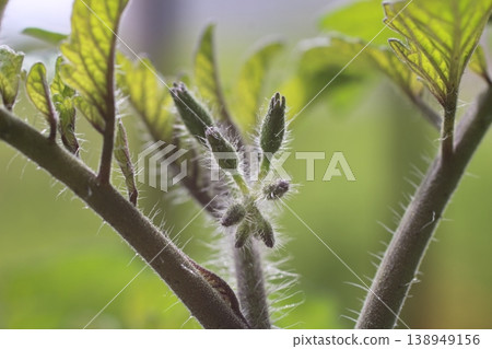 A close-up of a simple mini tomato bud. A close-up of a simple mini tomato bud. 138949156