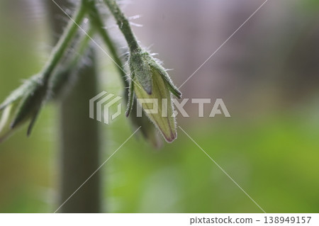 The natural life force residing in the buds of cherry tomatoes The natural life force residing in the buds of cherry tomatoes 138949157