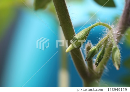 一張特寫照片，展示了正在生長的迷你番茄花蕾。 138949159