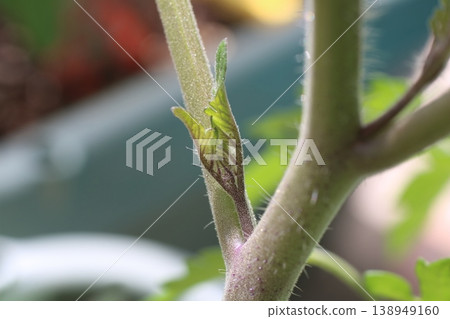 A close-up of a simple mini tomato plant's side shoots. A close-up of a simple mini tomato plant's side shoots. 138949160