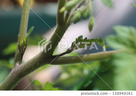 The appearance of the side shoots of mini tomatoes that require cultivation management. 138949161