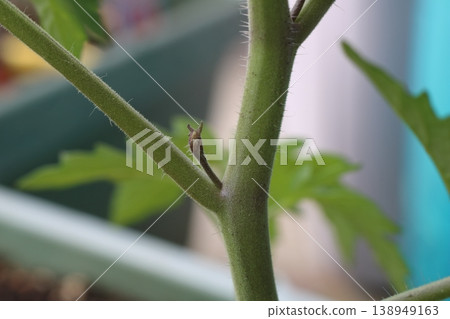 Close-up image of a mini tomato plant's side shoot growing. 138949163