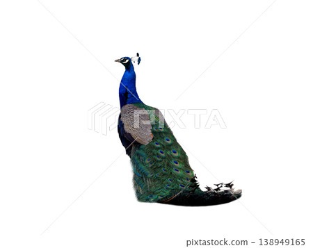 peacock isolated on a white background peacock isolated on a white background 138949165