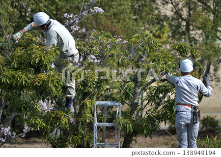 A scene from a gardener's spring pruning work. A scene from a gardener's spring pruning work. 138949194
