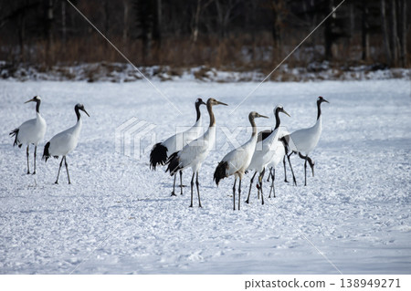 優雅的冬鶴 138949271