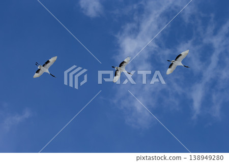 優雅的冬鶴 138949280