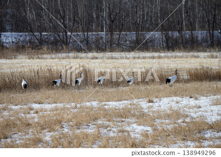 優雅的冬鶴 138949296