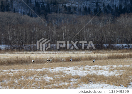 優雅的冬鶴 138949299