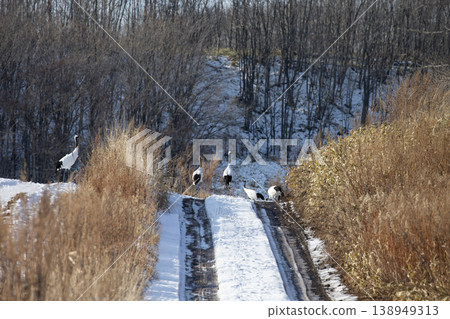 優雅的冬鶴 138949313