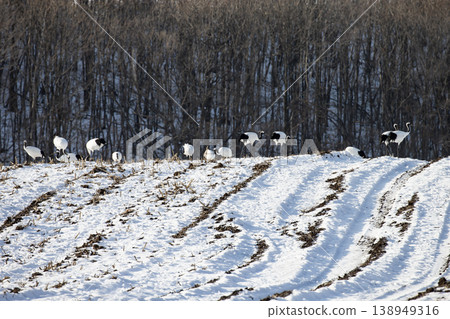 優雅的冬鶴 138949316