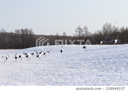 優雅的冬鶴 138949337
