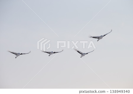 Elegant winter cranes Elegant winter cranes 138949340
