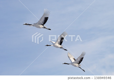 Elegant winter cranes Elegant winter cranes 138949346