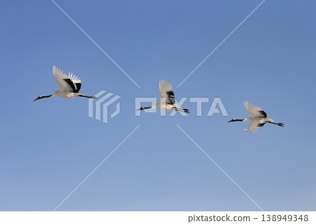 優雅的冬鶴 138949348