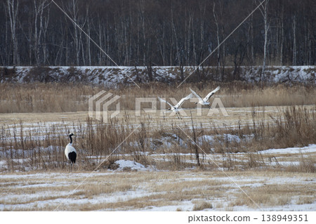 Elegant winter cranes Elegant winter cranes 138949351