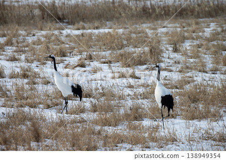 優雅的冬鶴 138949354