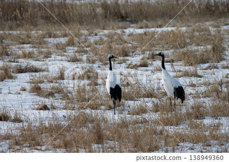 優雅的冬鶴 138949360