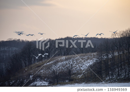 Elegant winter cranes Elegant winter cranes 138949369
