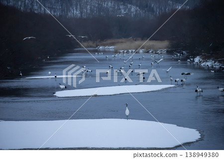 優雅的冬鶴 138949380