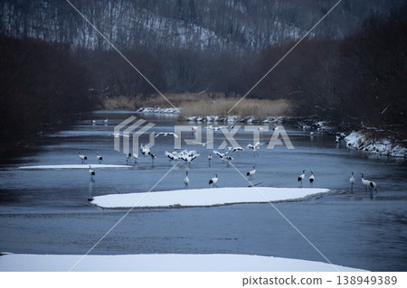 Elegant winter cranes Elegant winter cranes 138949389
