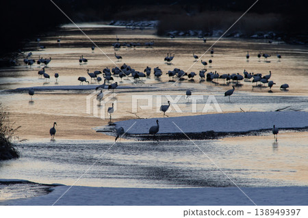 優雅的冬鶴 138949397