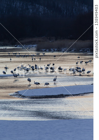 優雅的冬鶴 138949403