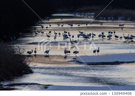 Elegant winter cranes 138949406