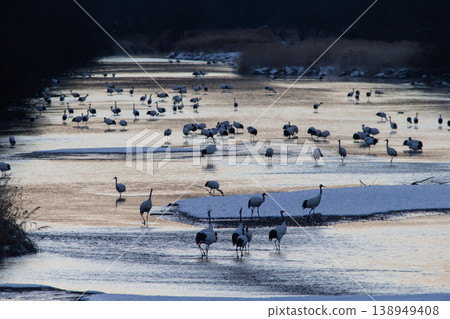 優雅的冬鶴 138949408