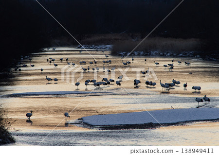 Elegant winter cranes Elegant winter cranes 138949411