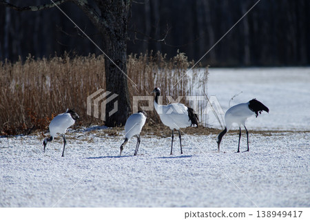 Elegant winter cranes Elegant winter cranes 138949417
