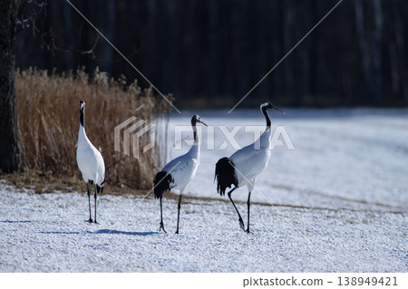 優雅的冬鶴 138949421