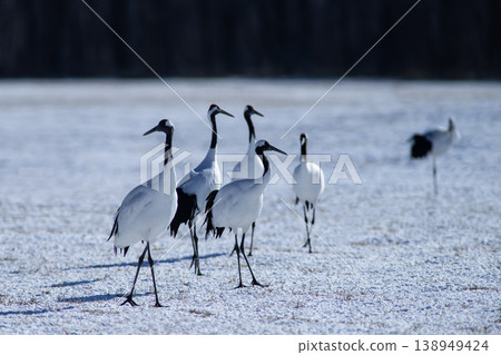 Elegant winter cranes 138949424