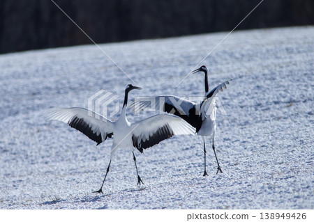 Elegant winter cranes 138949426