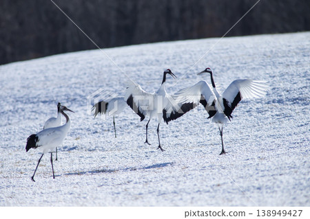 Elegant winter cranes Elegant winter cranes 138949427