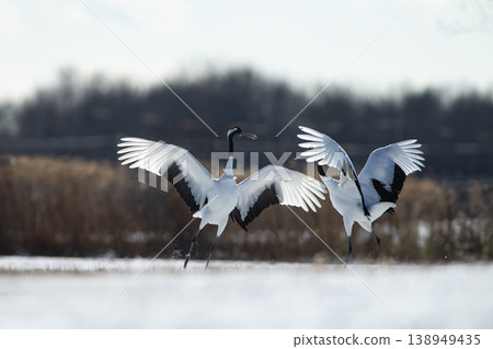 Elegant winter cranes Elegant winter cranes 138949435