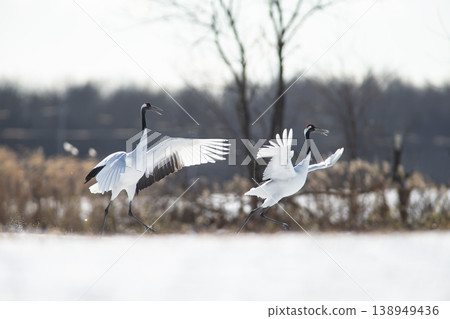優雅的冬鶴 138949436