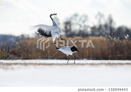 Elegant winter cranes Elegant winter cranes 138949443