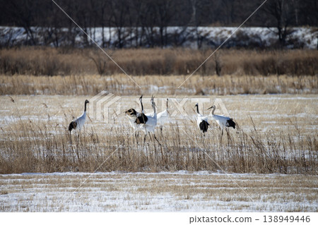 Elegant winter cranes Elegant winter cranes 138949446