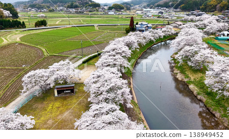 Spring in Japan: Cherry blossom trees in full bloom and a river Spring in Japan: Cherry blossom trees in full bloom and a river 138949452