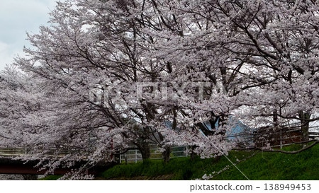 A riverside town adorned with cherry blossoms in full bloom: Spring in Japan A riverside town adorned with cherry blossoms in full bloom: Spring in Japan 138949453
