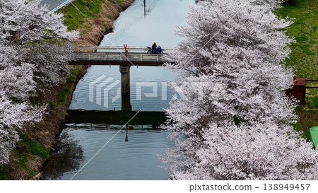 A spring touring scene in Japan: Motorcycles riding along cherry blossom-lined streets and bridges. A spring touring scene in Japan: Motorcycles riding along cherry blossom-lined streets and bridges. 138949457
