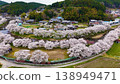A springtime rural landscape: A winding river and a row of cherry trees in full bloom. 138949471