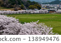 Spring in Japan: Cherry blossom trees in full bloom and vast rural landscapes 138949476