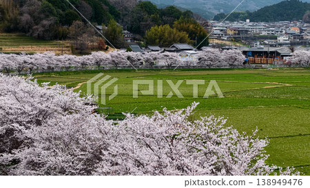 日本的春天:櫻花盛開,鄉村景色遼闊。 日本的春天:櫻花盛開,鄉村景色遼闊。 138949476
