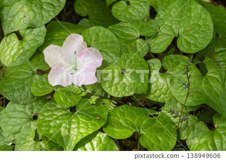 葵祭的象徵：葵雙葉（Asarum caulescens） 138949606