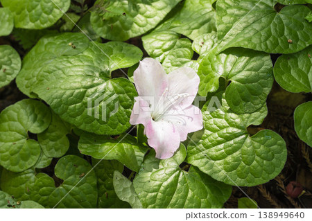 The symbol of the Aoi Festival: Futaba Aoi (Asarum caulescens) The symbol of the Aoi Festival: Futaba Aoi (Asarum caulescens) 138949640