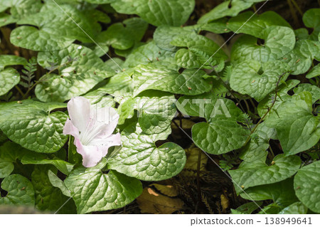 The symbol of the Aoi Festival: Futaba Aoi (Asarum caulescens) 138949641
