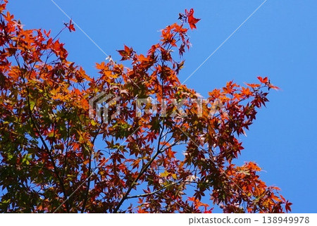 Autumn leaves shining in the blue sky Autumn leaves shining in the blue sky 138949978