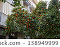 Orange trees lining narrow street with residential buildings in Barcelona Spain mediterranean urban landscape 138949999
